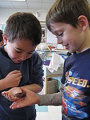 boys and bugs